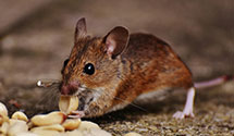 24 Hour & Emergency Exterminators in Jumping Branch, WV